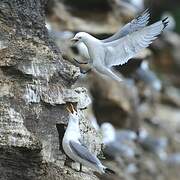 Black-legged Kittiwake