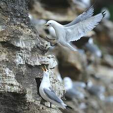 Mouette tridactyle