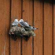 Black-legged Kittiwake