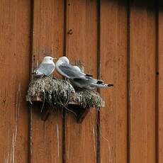 Mouette tridactyle