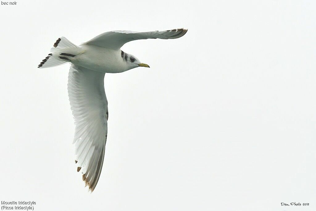 Black-legged Kittiwake