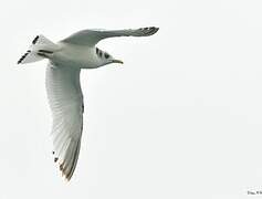 Black-legged Kittiwake