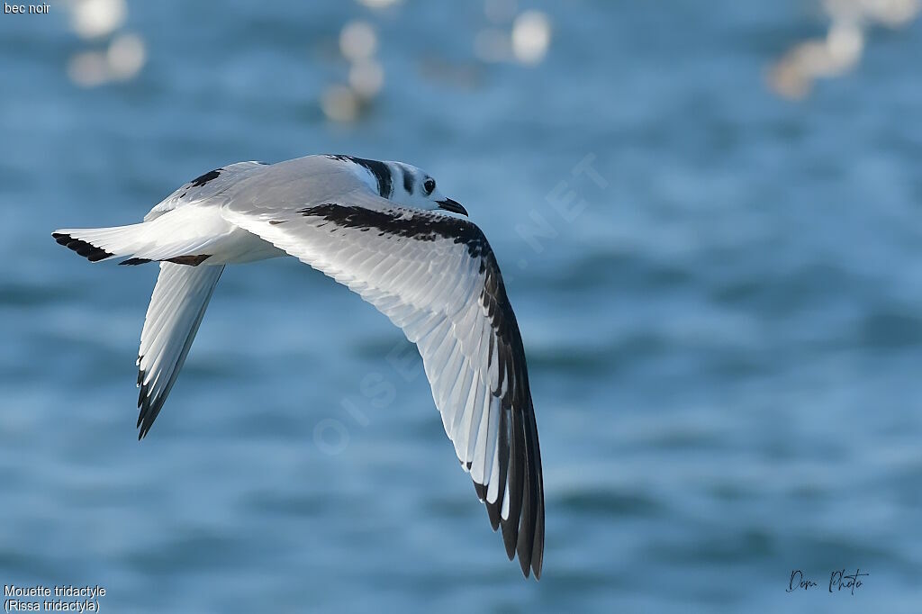 Black-legged Kittiwake
