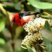 New Caledonian Myzomela