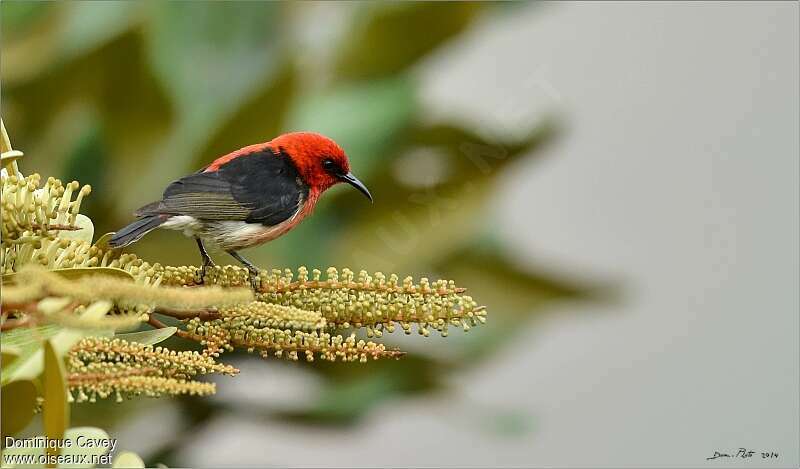 New Caledonian Myzomela male adult, identification