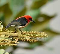 New Caledonian Myzomela