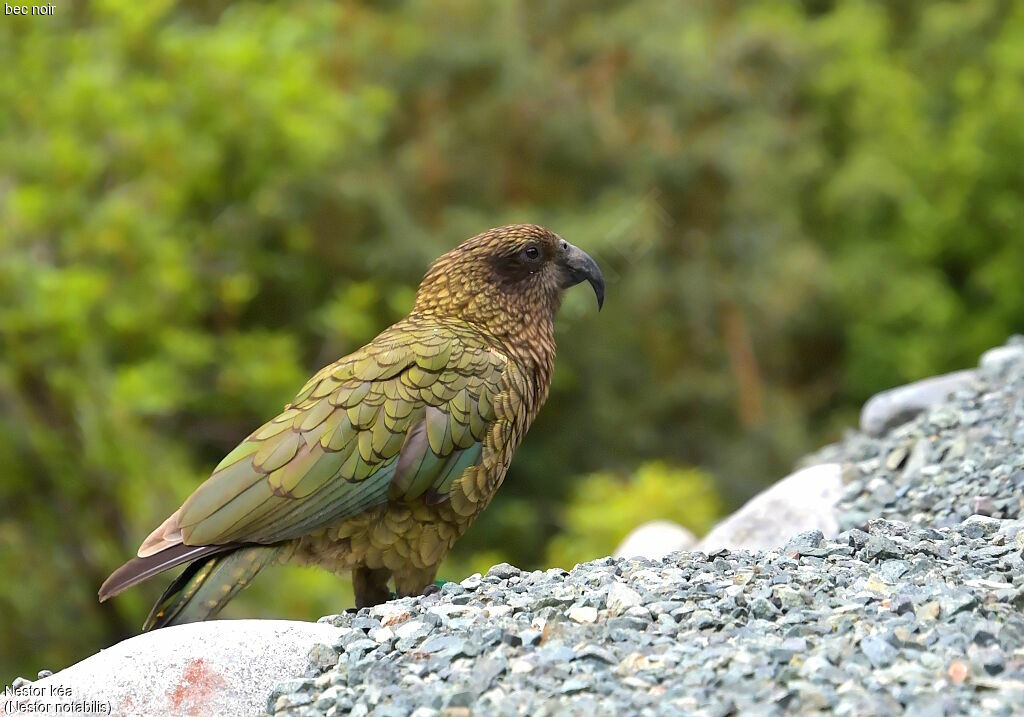 Kea