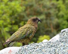 Kea