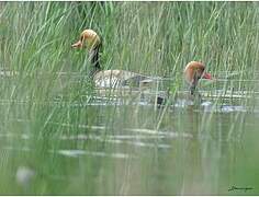 Red-crested Pochard