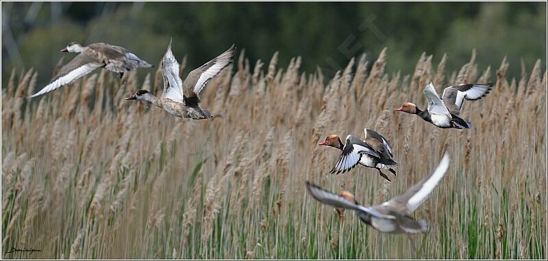 Red-crested Pochard