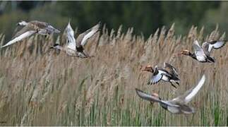 Red-crested Pochard