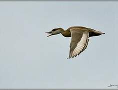 Red-crested Pochard