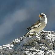 White-winged Snowfinch