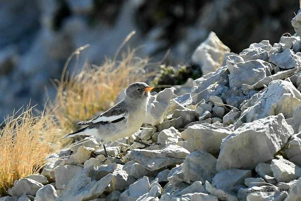 White-winged Snowfinch