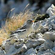 White-winged Snowfinch