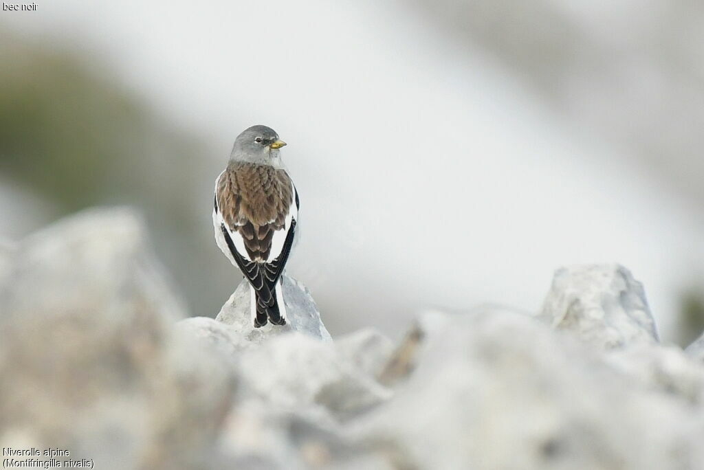 White-winged Snowfinch