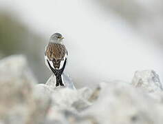 White-winged Snowfinch