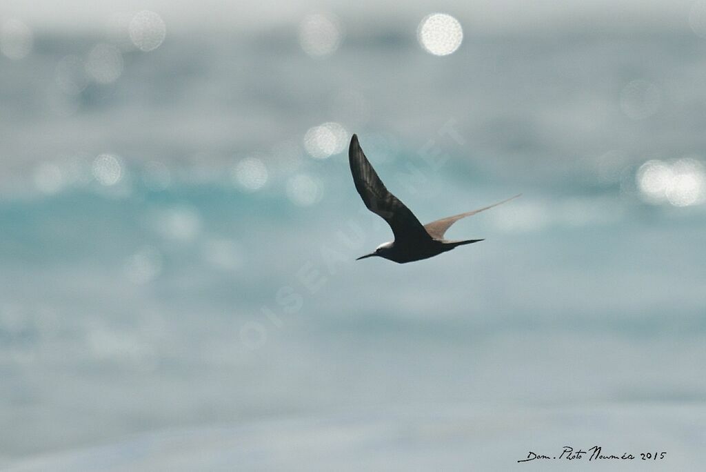 Brown Noddy