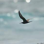 Brown Noddy