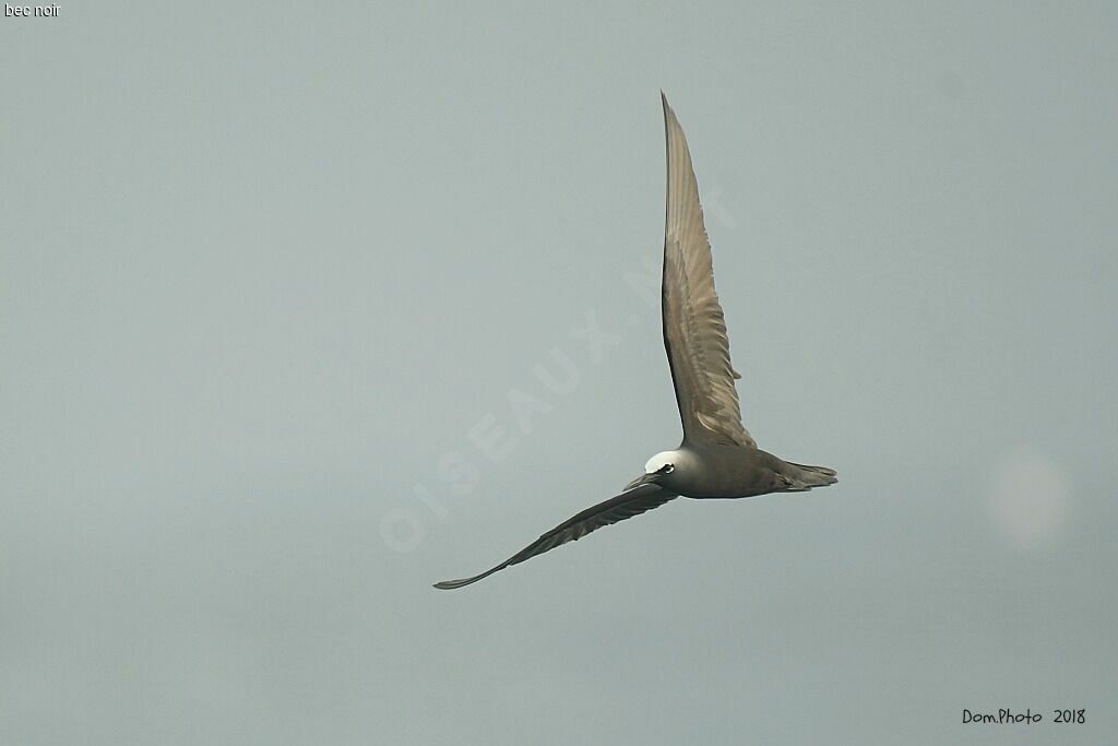 Brown Noddy