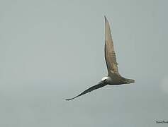 Brown Noddy