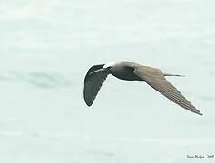 Brown Noddy