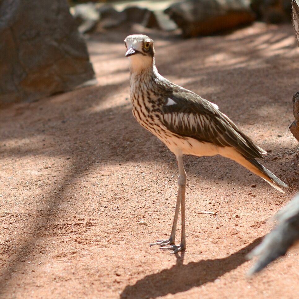 Bush Stone-curlew