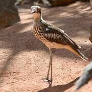 Bush Stone-curlew