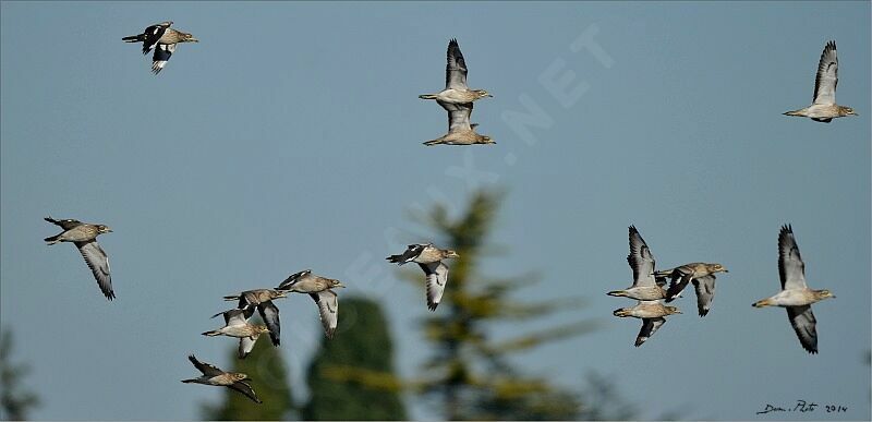 Eurasian Stone-curlew