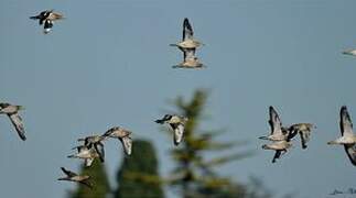 Eurasian Stone-curlew