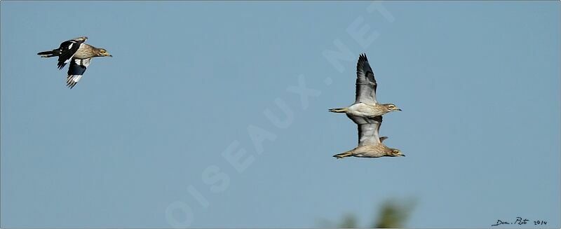 Eurasian Stone-curlew