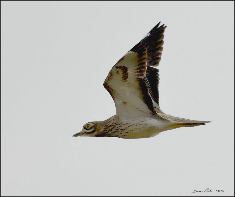 Eurasian Stone-curlew