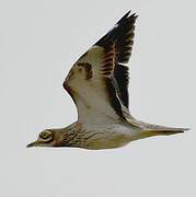 Eurasian Stone-curlew