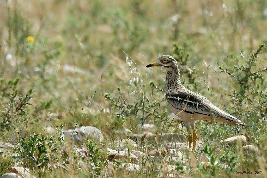 Eurasian Stone-curlew