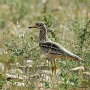 Eurasian Stone-curlew