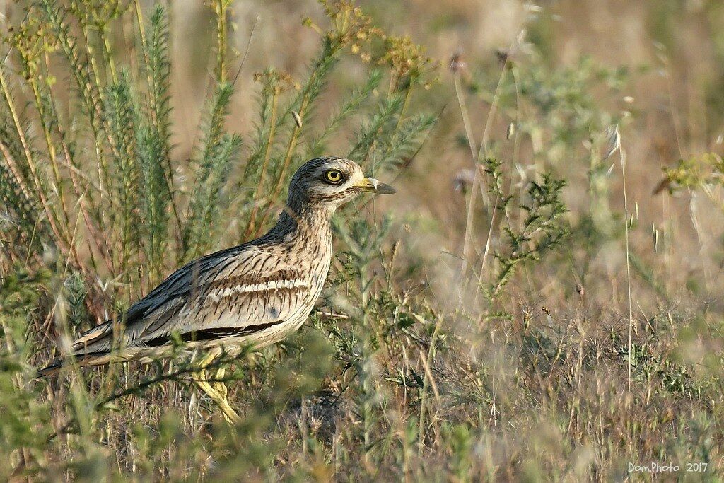 Eurasian Stone-curlew