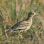 Eurasian Stone-curlew