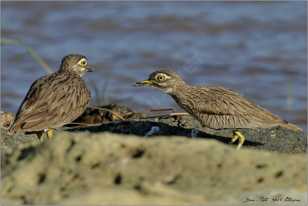 Senegal Thick-knee