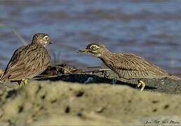 Senegal Thick-knee