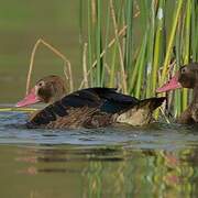 Spur-winged Goose