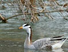 Bar-headed Goose