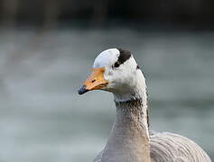 Bar-headed Goose