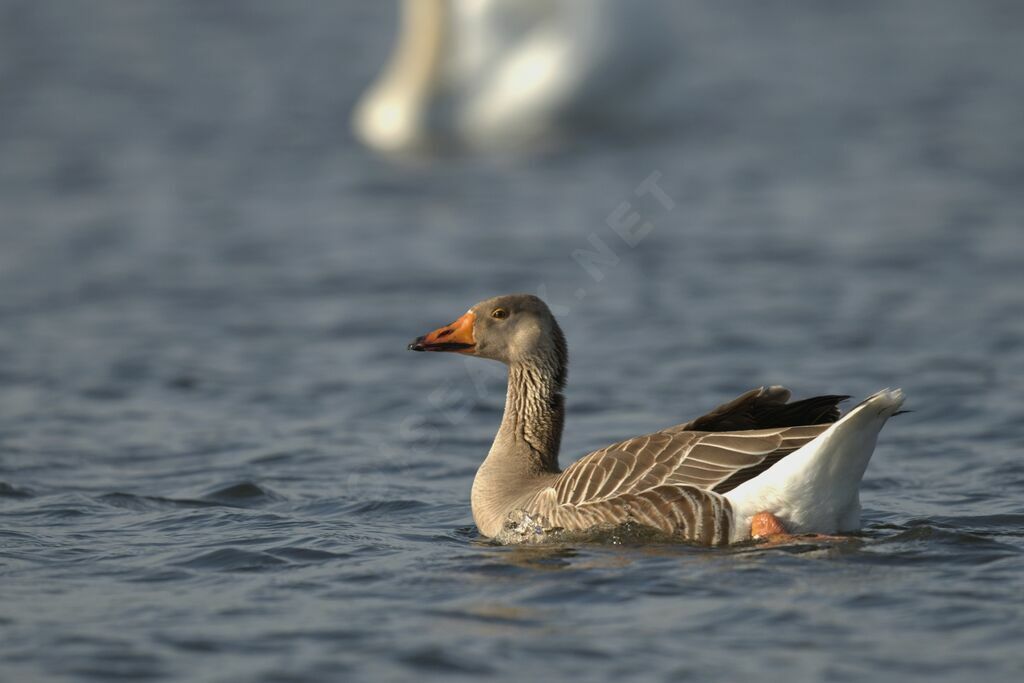 Greylag Goose