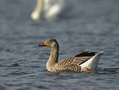 Greylag Goose