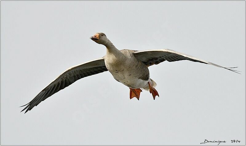 Greylag Goose