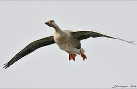 Greylag Goose