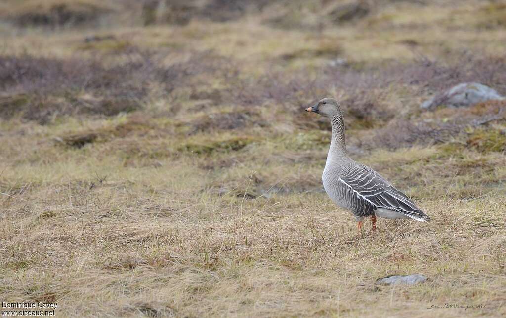 Oie des moissonsadulte, habitat