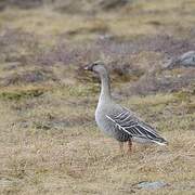 Taiga Bean Goose