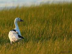 Snow Goose