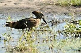 Hamerkop